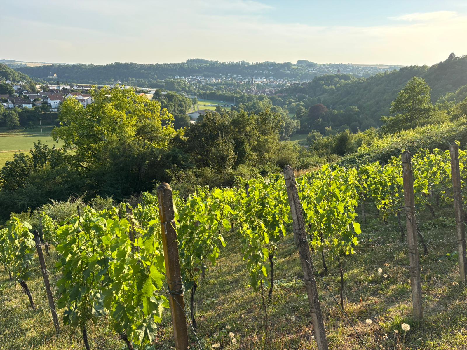 Weinberg im Abendlicht