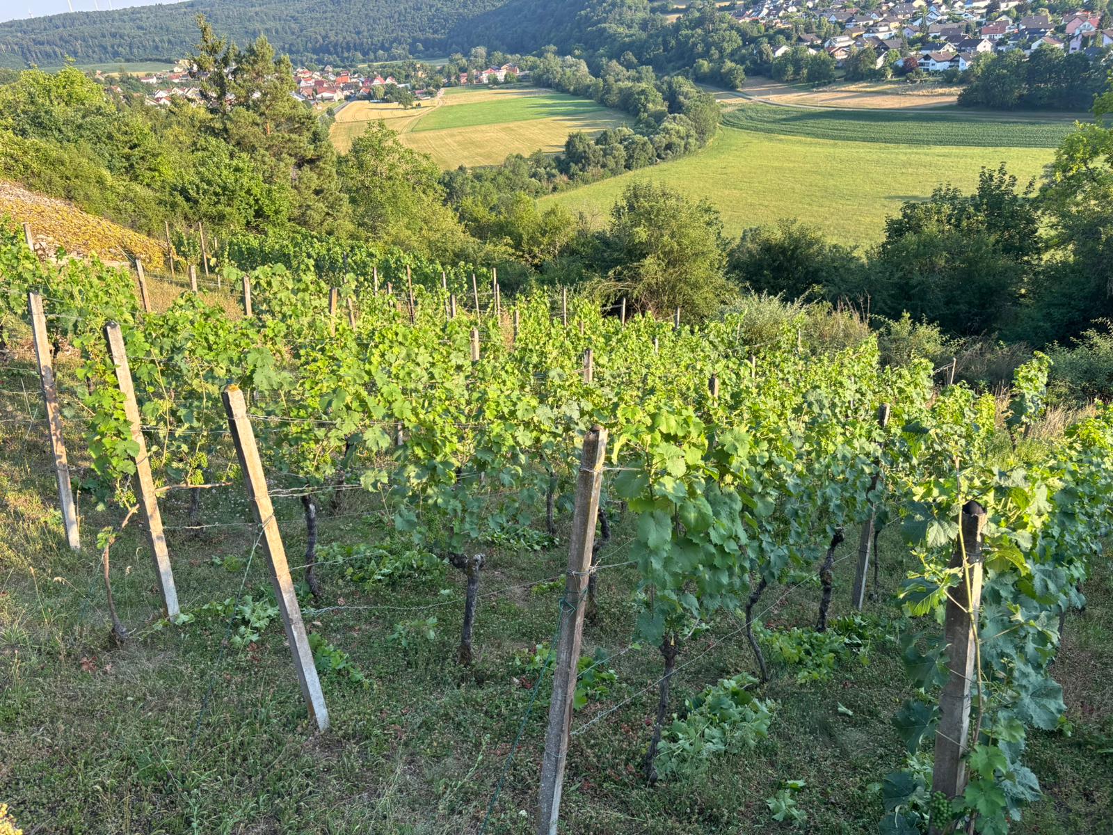 Blick ins Tal – Weinberg