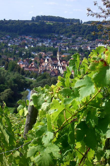 Blick vom Weinberg auf Möckmühl